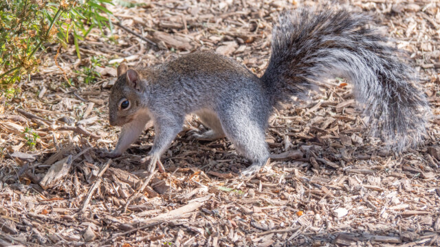 ... und das Erdreich darĂĽber wieder gut vermischt