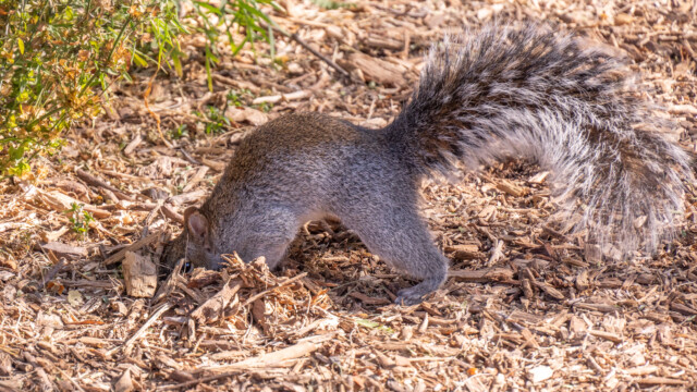 die Nuss wird versteckt...