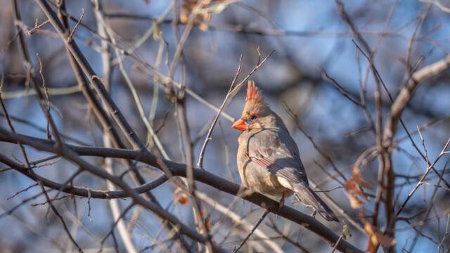 weiblicher Rotkardinal