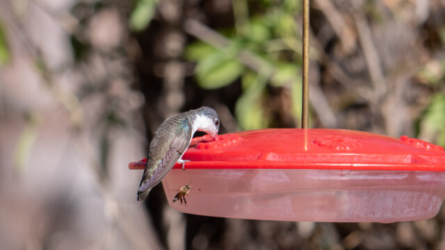 mit Kollege am Feeder