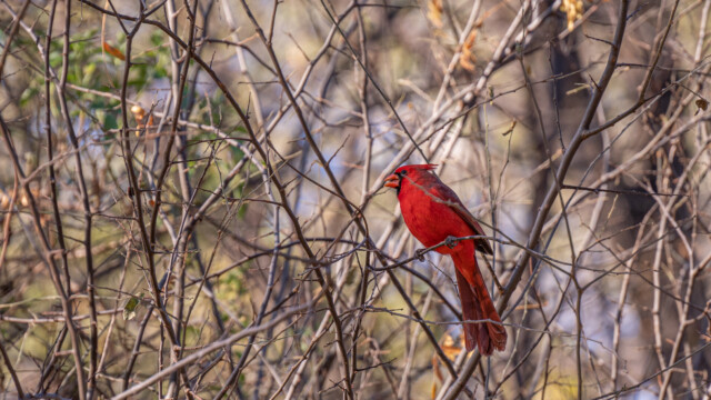 männlicher Rotkardinal zwischen den Ästen