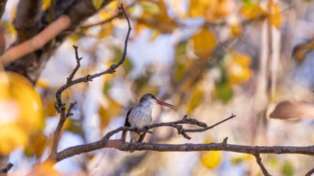noch auf dem Ästchen...