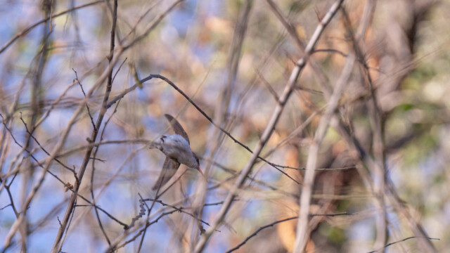 ... und schon fliegt er weg