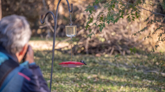 Fotografieren am Futtertrog
