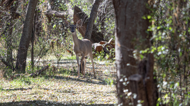 ein Reh steht auf dem Weg und schaut uns lange an...