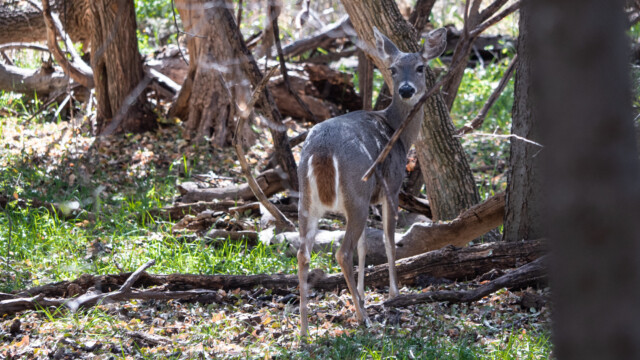 irgendwann läuft es etwas weiter und zeigt uns seine Rückseite