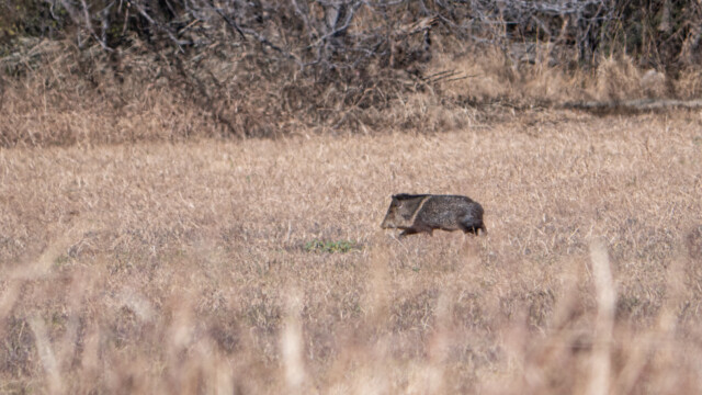 plötzlich sehen wir in der Ferne ein Wildschwein über die Wiese laufen