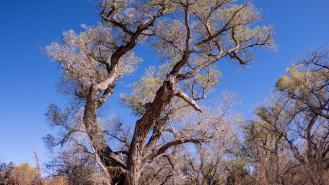 riesiger Baum, Bettina unten ist ganz klein