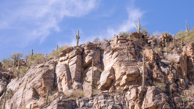 Saguaro bis auf über 2'000 Meter Höhe