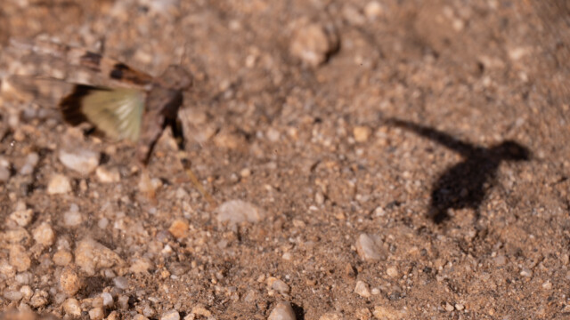 im Flug fast nicht zu fotografieren - hier der Schatten