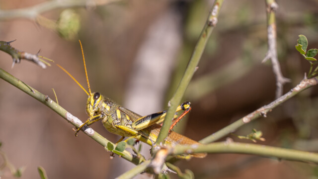 es gibt auch grĂĽne Exemplare