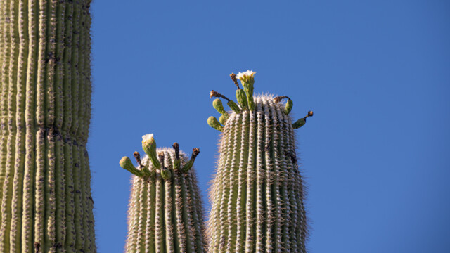 Saguaro-BlĂĽte im Sabrino-Canyon