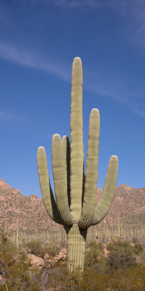 Saguaro-Kaktus mit mehreren Armen