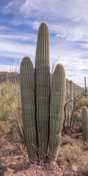 sieht aus wie eine Falcon-Heavy - Rakete mit zwei Boostern an der Seite