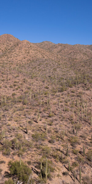 Alles voll mit Saguaros