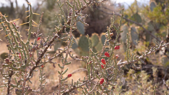 BlĂĽten der vergangenen Saison