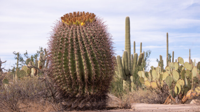 ein Fass-Kaktus, der Name passt;