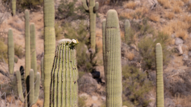 BlĂĽte am Saguaro, eigentlich falsche Jahres- und Tageszeit;