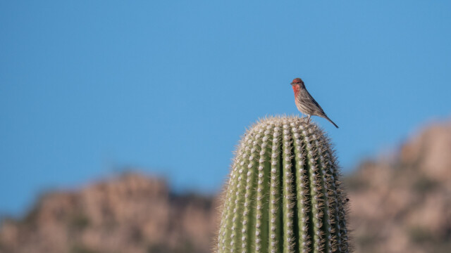 Autsch - ein Hausgimpel auf einem Saguaro