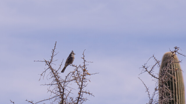 Trauerseidenschnäper