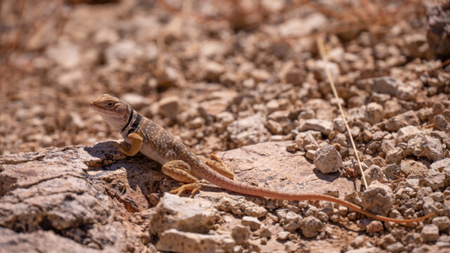 Sonora-Halsbandeidechse
