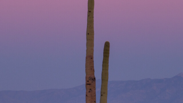 Mond wird vom Kaktus aufgepickt