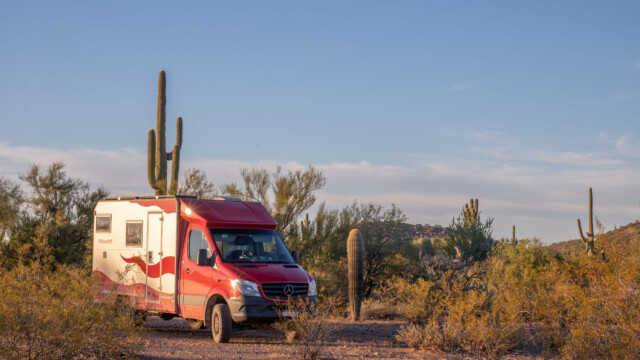 Jupi zwischen den Riesen-Kakteen