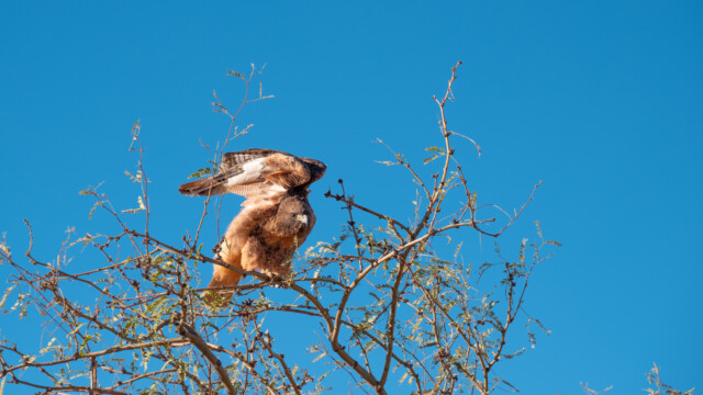 auf der Anfahrt treffen wir diesen wenig scheuen Greifvogel...