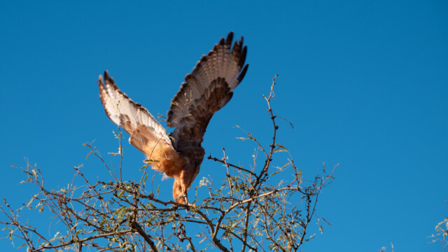 ... erst nach etwa 5 Minuten fliegt er weg