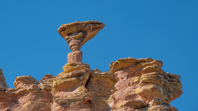 Pilz - wie lange der wohl noch hält