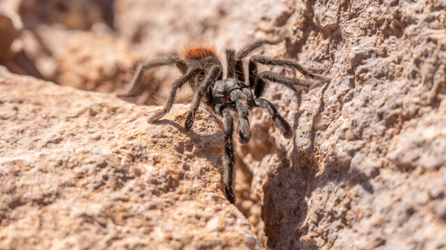 im Park treffen wir auf diese ziemlich grosse Spinne