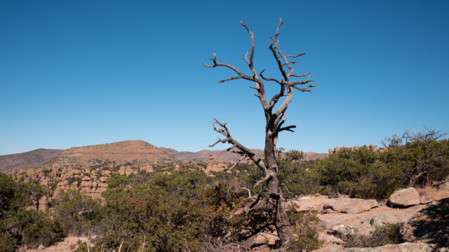 vor einigen Jahren gab es hier einen Waldbrand