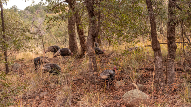 eine Gruppe wilder TruthĂĽhner