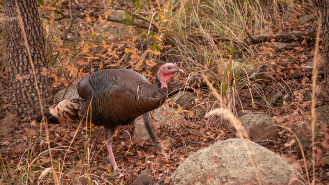 man beachte den langen Bart