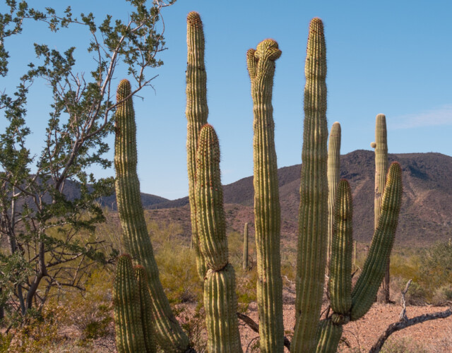 Organ-Pipe mit Wucherung = Crested Organ-Pipe?