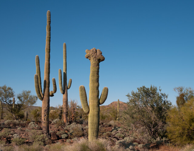 eines der schönsten Exemplare mit Wucherung