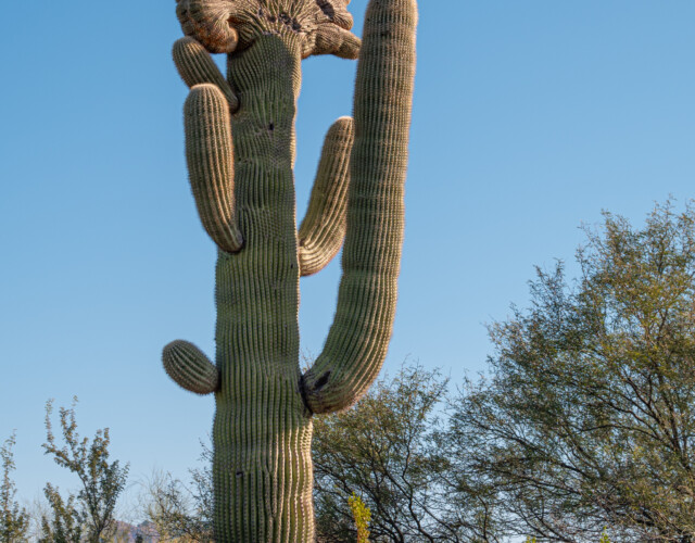 Exemplar mit grösster Wucherung, das wir entdeckten