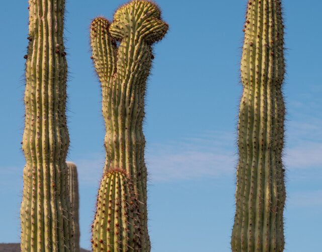 Detail der Organ-Pipe Wucherung