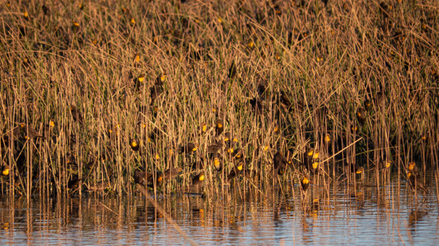 hier sind sie gerade ruhig;