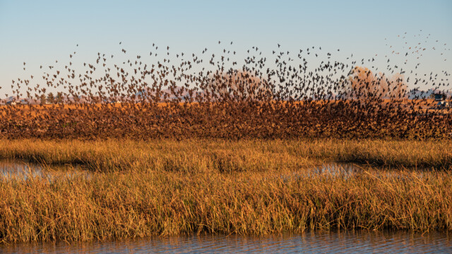 riesige Anzahl von Gelbkopfstärlingen wechseln den Platz auf den Schilfhalmen