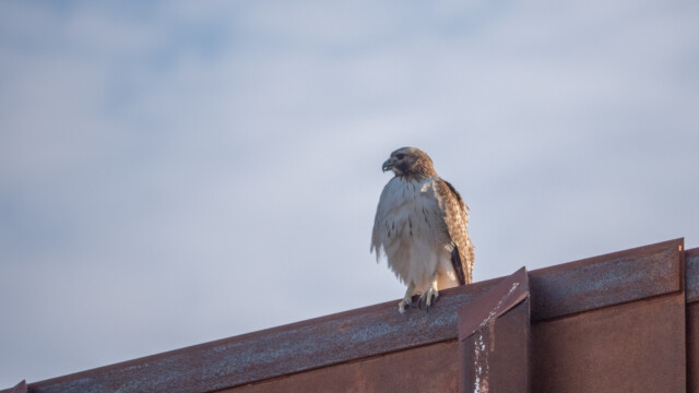 dem gefällt der Grenzzaun