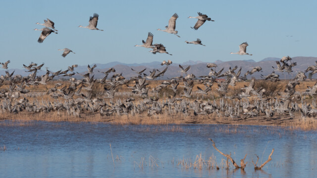 plötzlich fliegen alle weg