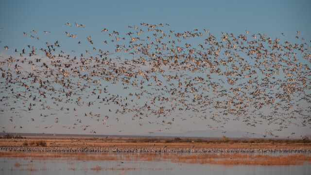 am Abend kommen tausende von Kranichen an und suchen sich ein Plätzchen im seichten Wasser zum Übernachten