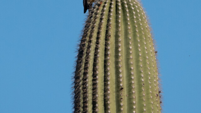 Gilaspecht auf Saguaro Kaktus