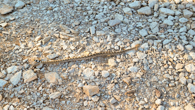 Begegnung mit junger Klapperschlange auf einer Wanderung