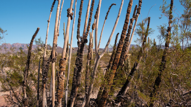 auch die toten Organ-Pipe Kakteen haben wie die Saguaros innen eine Struktur aus einer dünnen Holzschicht, ganz innen sind sie hohl