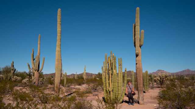 ausgewachsener Organ-Pipe Kaktus