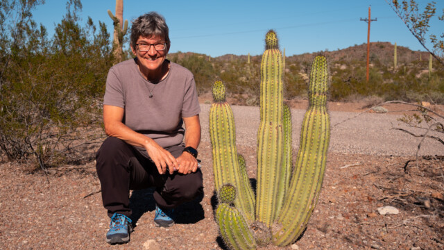 junger Organ-Pipe, ca. 50 - 60 Jahre alt