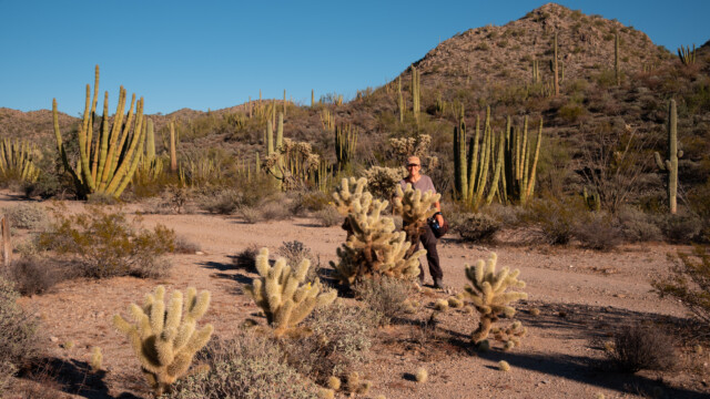 Teddy-Bär Kakteen, Bettinas Lieblinge