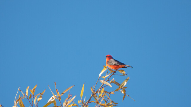 winziger Rubintyrann...